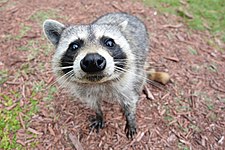 Raccoon (Procyon lotor)