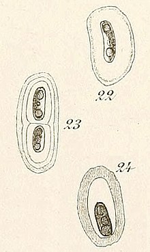 A diagram of Dactylothece braunii