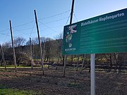 Hopfengarten der Distelhäuser Brauerei am Taubertalradweg