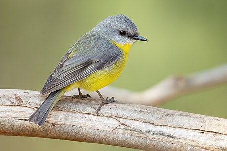 Eastern yellow robin, by JJ Harrison