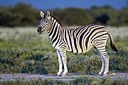 Black and white striped zebra