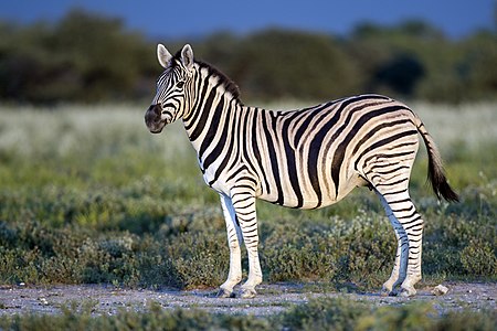 Burchell's zebra, by Yathin sk