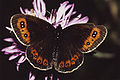 Erebia aethiops