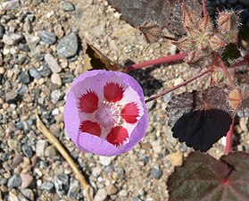 Eremalche rotundifolia ettårig malvaväxt i Mojaveöknen