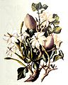 Gardenia thunbergia by Edith Struben (1868-1936)