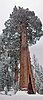 A tree in the General Grant Grove