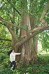 Le ginkgo biloba de Tournai.