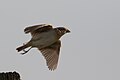 Grasshopper sparrow flying