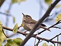 Phylloscopus trochiloides