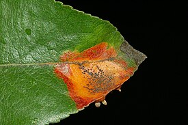 Gymnosporangium sabinae