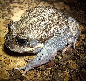 Heleioporus australiacus