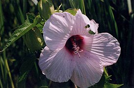 Hibiscus laevis