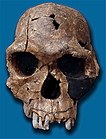 הומו הביליס, גיל: 1.9 מיליון שנה, נפח מוח: 510 סמ"ק