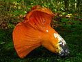 Image 40A mushroom (probably Russula brevipes) parasitized by Hypomyces lactifluorum resulting in a "lobster mushroom" (from Mushroom)