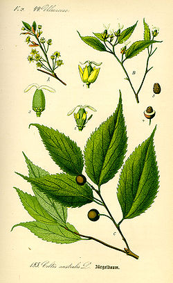 Celtis australis.