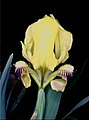 Iris pseudopumila