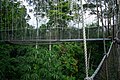 Canopy walkway