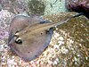 A greenish stingray with a dark mask-like pattern around its eyes and a short tail ending in a caudal fin