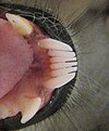 The toothcomb of a lemur (viewed from above)