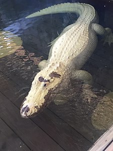 Leucistic American alligator (Alligator mississippiensis)