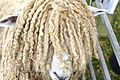 Un mouton Lincoln Longwool