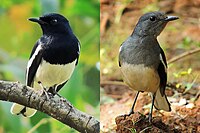 oriental magpie-robin male and female