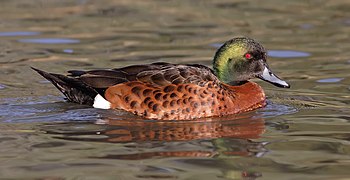 Male chestnut teal