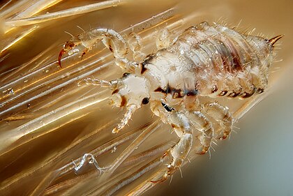 Exemplar macho do piolho humano capilar (Pediculus humanus capitis). (definição 2 570 × 1 720)