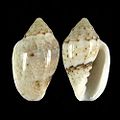 Marginella eucosmia NE Port Elizabeth South Africa