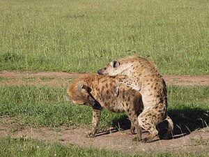 The male spotted hyena inserts his penis into the female's pseudo-penis during copulation.[7]