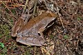 Xenophrys major, Kaeng Krachan National Park