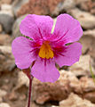 Mimulus bigelovii