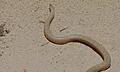 A mole snake, Nossob River, Kgalagadi Transfrontier Park