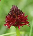 Nigritella rhellicani, inflorescence