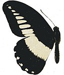 Papilio echerioides mâle