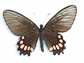 Parides panthonus