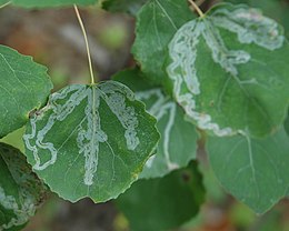 kígyóaknás fehérnyármoly (Phyllocnistis labyrinthella) hernyó és kígyózó aknajárata