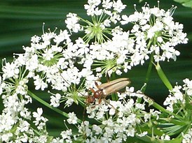 Pidonia