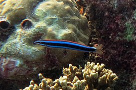 Une blennie dents de sabre à rayure bleue (Plagiotremus rhinorhynchos)