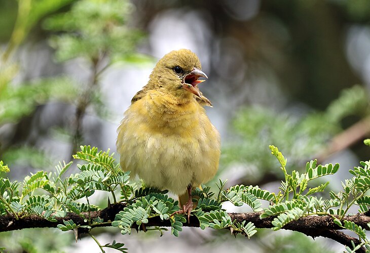 Самка чернолобого ткача (Ploceus velatus)