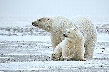 Polar bear (Ursus maritimus)