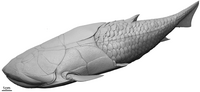 Entelognathus primordialis was a Placoderm fish from the late Silurian
