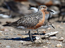 Bécasseau maubèche (Calidris canutus)