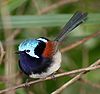 Red-winged Fairy-wren