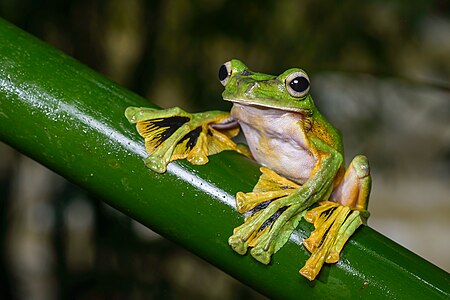 Wallace's flying frog, by Rushenb