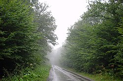 Image illustrative de l’article Forêt domaniale de Rihoult-Clairmarais