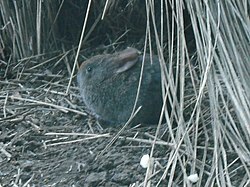 メキシコウサギ