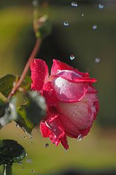 Rose with water drops in sun light, ISO speed = 200, exposure time = 1/8000 s, exposure value = 12.5.