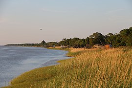 Roselière de Pauillac sur l'estuaire de la Gironde (Nouvelle-Aquitaine).