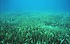 Seagrass meadows are major carbon sinks and highly productive nurseries for many marine species